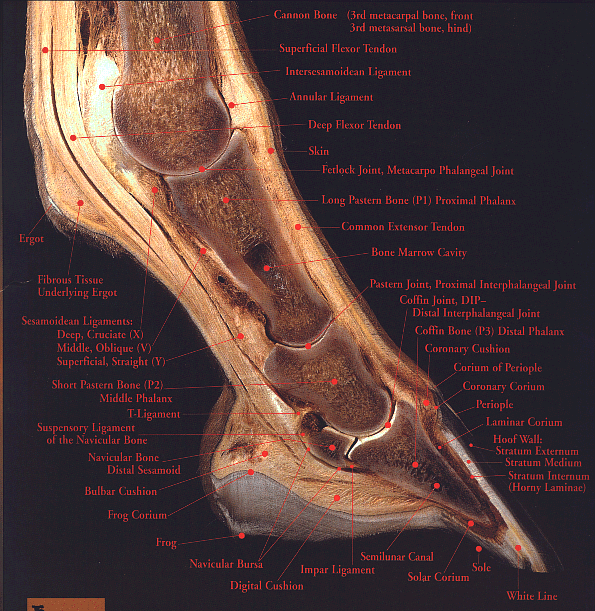 The Amazing Horse Hoof-Think Like a Horse-Rick Gore Horsemanship